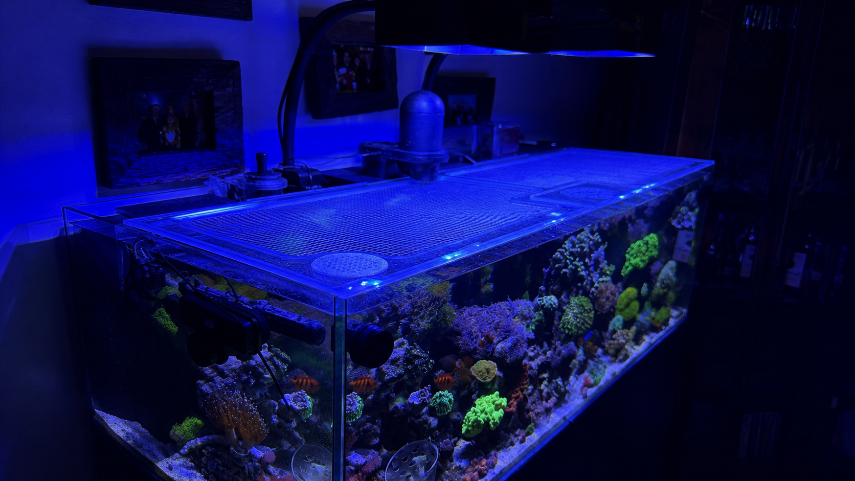 PlexiFlow polycarbonate aquarium lid on reef aquarium