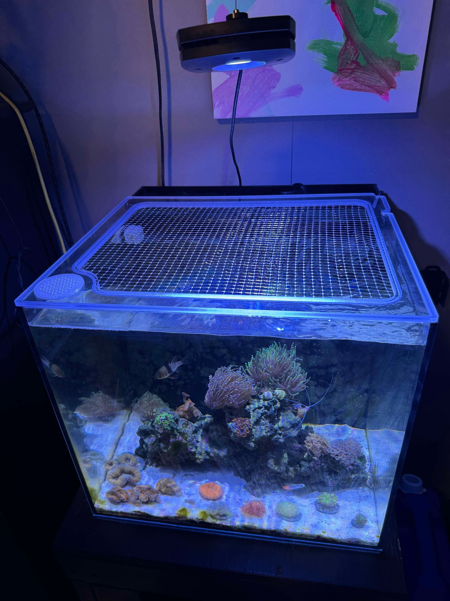 CUSTOM Lid or Frag Rack